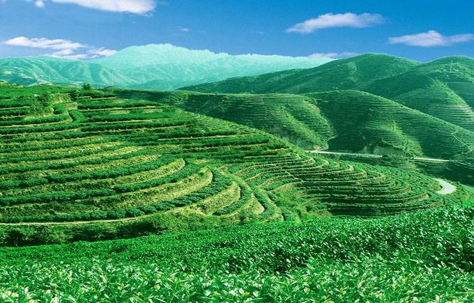 機械化賦能茶園管理，促進茶產業高質量發展。
